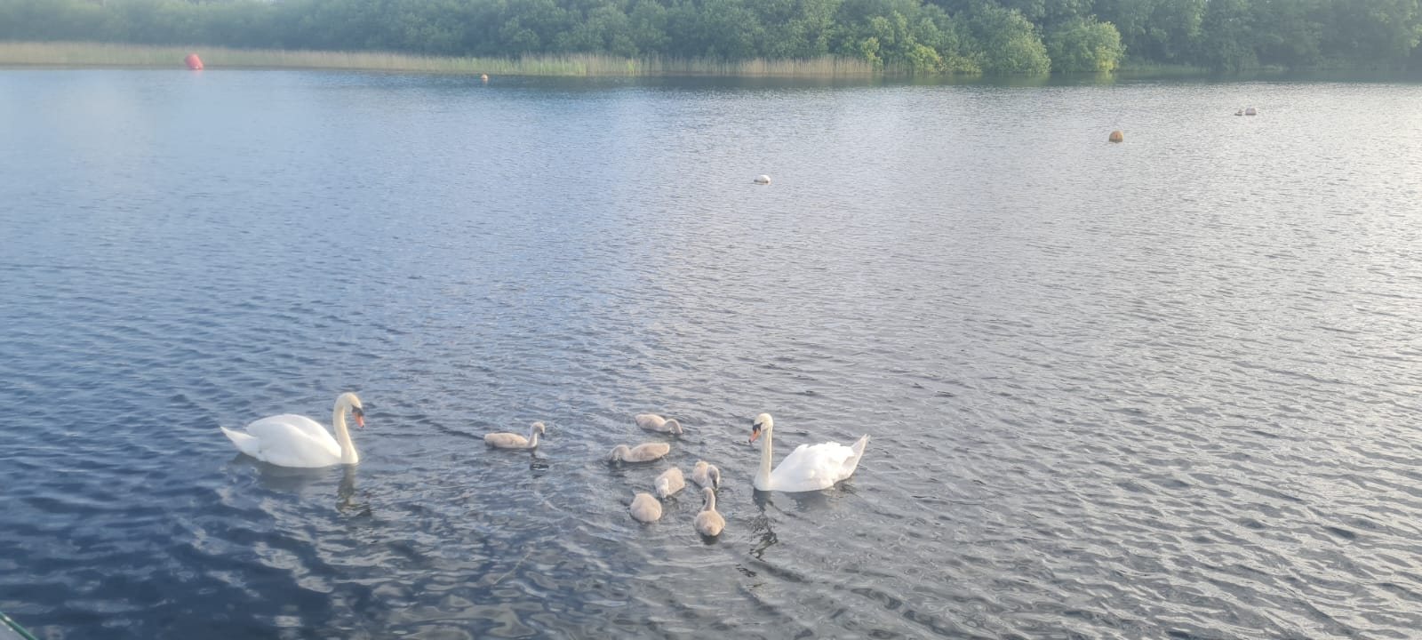 Birdlife on the lake